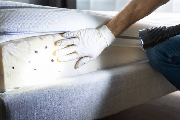Professional Pest Control in Eagle, CO