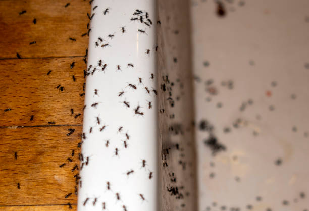 Best Wasp Removal Services  in Eagle, CO